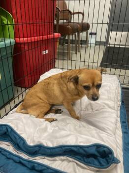 Rescue Chihuahua Dogs for Adoption in Jefferson, Iowa - Felice | PetCurious