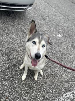 Siberian Husky Dogs Available for Adoption - DIXIE MAE | PetCurious