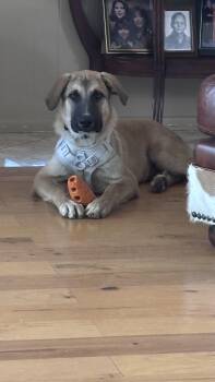 AUGGIE (Sweet, Easy Taking Treats, Loves Kids & Dogs, Loves Wate -  Anatolian Shepherd Dog for Adoption in Houston, Texas - AUGGIE (Sweet, Easy Taking Treats, Loves Kids & Dogs, Loves Wate | PetCurious