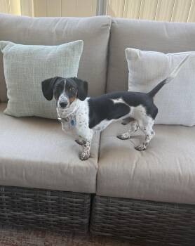 Rescue Dachshund Dogs for Adoption in Sandy, Utah - Reggie | PetCurious