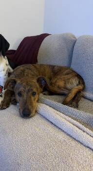 Greyhound and Mixed Breed Dogs Available for Adoption - Hank | PetCurious