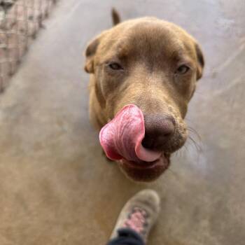 Mixed Breed Dogs Available for Adoption in Guthrie, Oklahoma - Jenny | PetCurious