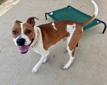 WYATT -  Pit Bull Terrier Dog for Adoption in Charlotte, North Carolina - WYATT | PetCurious