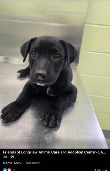 Terrier and Mixed Breed Dogs Available for Adoption in Blountville, Tennessee - Rock | PetCurious