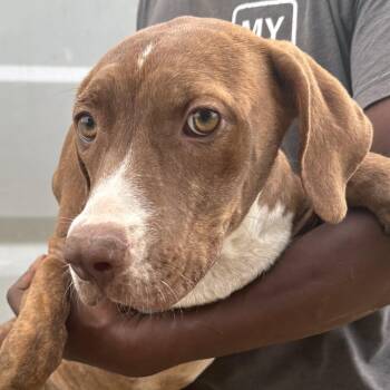 Durango - Local Sept 11-13 -  Labrador Retriever Dog for Adoption in Brookshire, Texas - Durango - Local Sept 11-13 | PetCurious