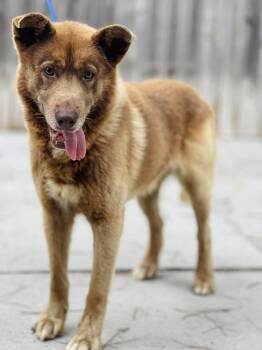 AC-4638 "Firefly" -  Husky and Shepherd Dog Available for Adoption in Conyers, Georgia - AC-4638 "Firefly" | PetCurious