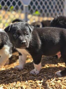 Cassian (Green) -  Siberian Husky and Pit Bull Terrier Dog for Adoption - Cassian (Green) | PetCurious