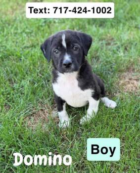 Domino -  Labrador Retriever and Beagle Dog for Adoption in Mechanicsburg, Pennsylvania - Domino | PetCurious