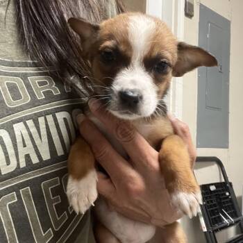 Australian Shepherd and Mixed Breed Dogs Available for Adoption in Rossville, Georgia - Susie | PetCurious