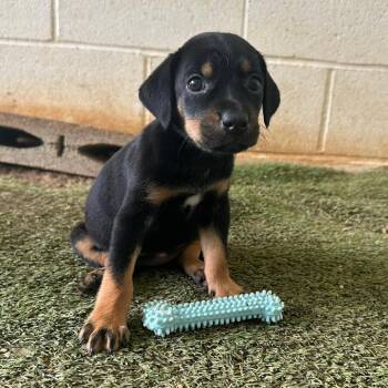 Eleanor 5558 -  Mixed Breed Dog for Adoption in Loxahatchee Groves, Florida - Eleanor 5558 | PetCurious