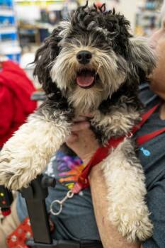 Cockapoo Dogs Available for Adoption in Wilmington, North Carolina - Lucy | PetCurious