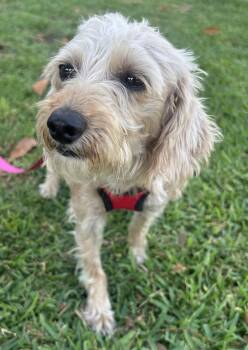 RILEY -  Schnoodle Dog for Adoption in Bell Gardens, California - RILEY | PetCurious