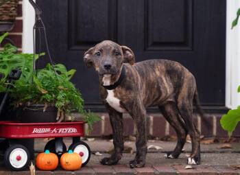 Anne of Cleves -  Pit Bull Terrier Dog for Adoption in Salisbury, Maryland - Anne Of Cleves | PetCurious