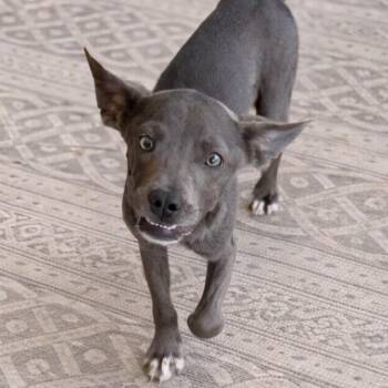 American Staffordshire Terrier and Boston Terrier Dogs Available for Adoption in Concord, North Carolina - Dobby | PetCurious