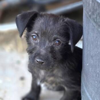 Billy -  Terrier Dog for Adoption in Penryn, California - Billy | PetCurious