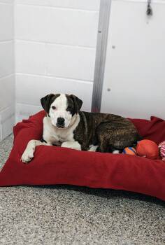 Vivianne -  Pit Bull Terrier Dog Available for Adoption in Oconto, Wisconsin - Vivianne | PetCurious