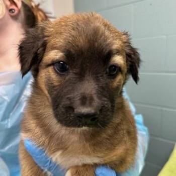 Shepherd and Mixed Breed Dogs Available for Adoption in Kansas City, Missouri - Zach | PetCurious
