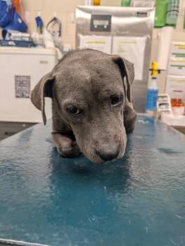 Holly -  American Bulldog Dog for Adoption in Mobile, Alabama - Holly | PetCurious