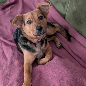 wren -  Australian Cattle Dog Blue Heeler and Beagle Dog for Adoption in Lexington, Kentucky - Wren | PetCurious