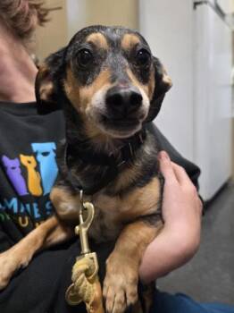 Dachshund and Australian Cattle Dog Blue Heeler Dogs Available for Adoption in Springfield, Missouri - Bruce Wayne | PetCurious