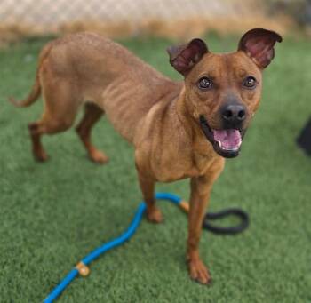Mixed Breed Dogs Available for Adoption in Columbia, South Carolina - TRIXIE | PetCurious