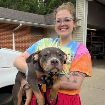 Bishop -  Mixed Breed Dog for Adoption in Edwardsville, Illinois - Bishop | PetCurious