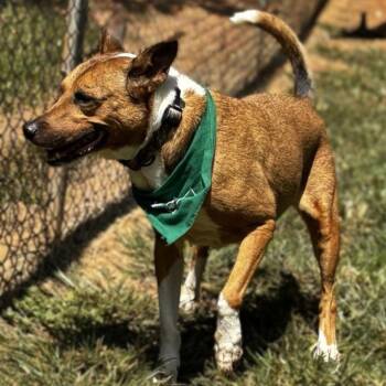 Rescue Basenji Dogs for Adoption in Dawsonville, Georgia - Leonard | PetCurious
