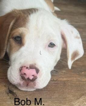 Bob -  Labrador Retriever and Mixed Breed Dog for Adoption in Parma, Ohio - Bob | PetCurious