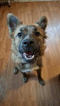 Rescue Golden Retriever and American Bulldog Dogs for Adoption in Waynesboro, Tennessee - Cookie | PetCurious