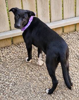 Celeste -  Mixed Breed Dog for Adoption in Taycheedah, Wisconsin - Celeste | PetCurious