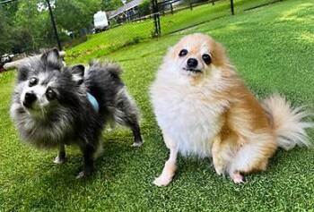 Twinkie and Yodel -  Pomeranian Dog for Adoption in Huntington, New York - Twinkie And Yodel | PetCurious