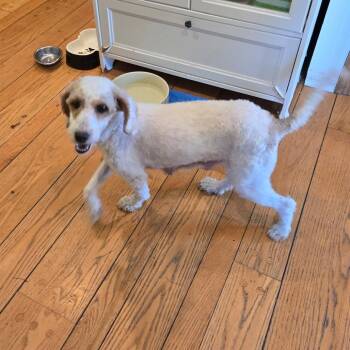 Golden Retriever and Miniature Poodle Dogs Available for Adoption in Rochester, Minnesota - Brinley | PetCurious