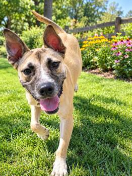 Jack -  German Shepherd Dog Dog for Adoption in Memphis, Tennessee - Jack | PetCurious