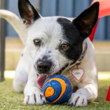 Poppy -  Australian Cattle Dog Blue Heeler and Border Collie Dog for Adoption in Idaho Falls, Idaho - Poppy | PetCurious