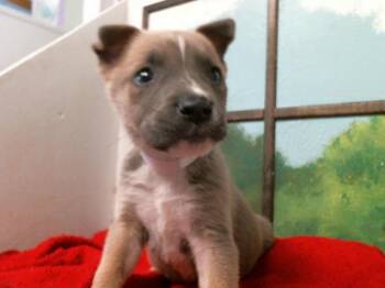 German Shepherd Dog and Mixed Breed Dogs Available for Adoption in Houston, Texas - VIGGO | PetCurious