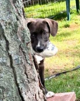 Lincoln -  Hound Dog for Adoption in Gloversville, New York - Lincoln | PetCurious