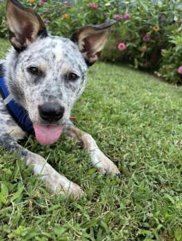 Rescue Australian Cattle Dog Blue Heeler Dogs for Adoption in Euless, Texas - Laney Wilson | PetCurious