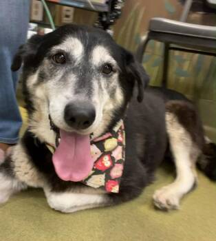 Rescue Shepherd Dogs for Adoption in Los Angeles, California - Bella | PetCurious