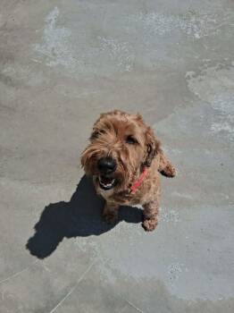 Wheaten Terrier and Poodle Dogs Available for Adoption in Berryville, Virginia - Charlie | PetCurious