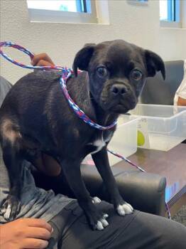 Rescue Chihuahua and Pug Dogs for Adoption in Tracy, California - A045208 | PetCurious
