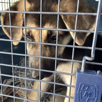 Sweetie Pie -  Shepherd Dog for Adoption in Montgomery, Alabama - Sweetie Pie | PetCurious