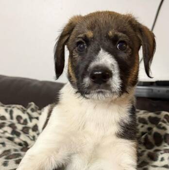 Lennon -  Retriever and Hound Dog for Adoption in Minneapolis, Minnesota - Lennon | PetCurious