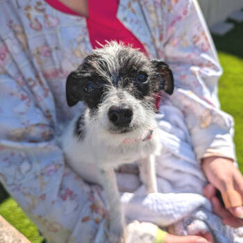 Rescue Terrier Dogs for Adoption in New Orleans, Louisiana - Gertrude McFuzz (Benefactor Puppy) | PetCurious