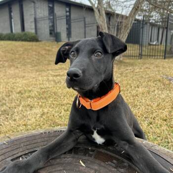 Labrador Retriever Dogs Available for Adoption - Comet | PetCurious