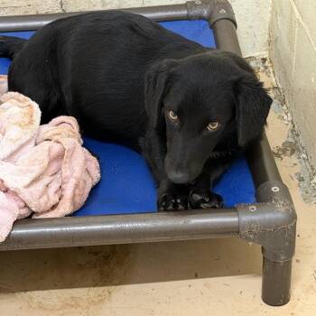 TUSC-Stray-84819_2_3 -  Dachshund and Shepherd Dog for Adoption in Tuscaloosa, Alabama - TUSC-Stray-84819_2_3 | PetCurious