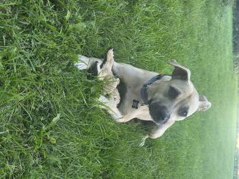 Venti -  Pit Bull Terrier and American Staffordshire Terrier Dog for Adoption in Troy, Michigan - Venti | PetCurious
