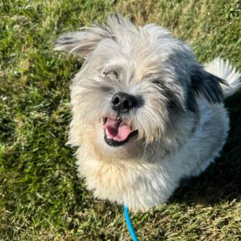 Buzz -  Shih Tzu Dog for Adoption in Newberg, Oregon - Buzz | PetCurious