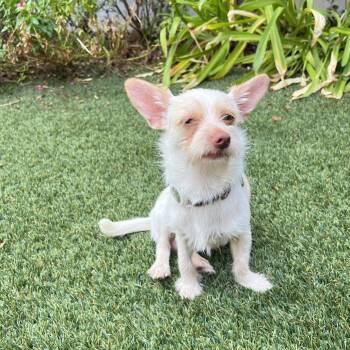 Ernie Benefactor Dog -  Chihuahua and Terrier Dog for Adoption in New Orleans, Louisiana - Ernie Benefactor Dog | PetCurious