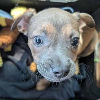Fina -  French Bulldog Dog for Adoption in Warren, Rhode Island - Fina | PetCurious