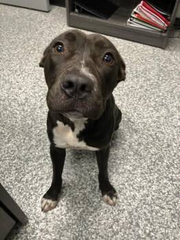 Botswana -  Pit Bull Terrier Dog Available for Adoption in Mustang, Oklahoma - Botswana | PetCurious